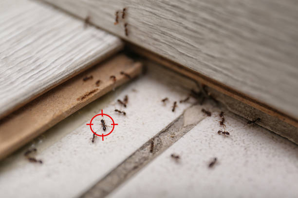 Best Wasp Removal Services  in West Fork, AR