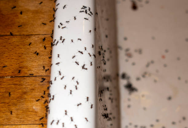 Best Insect Control  in West Fork, AR