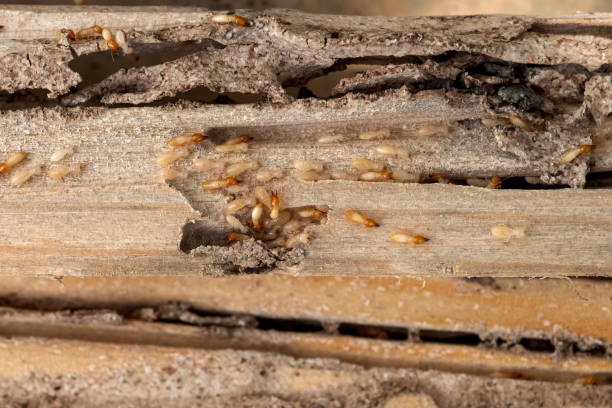 Best Residential Pest Control  in West Fork, AR
