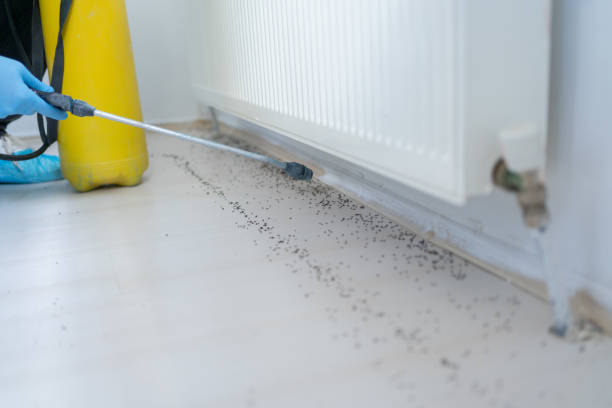 Professional Pest Control in West Fork, AR